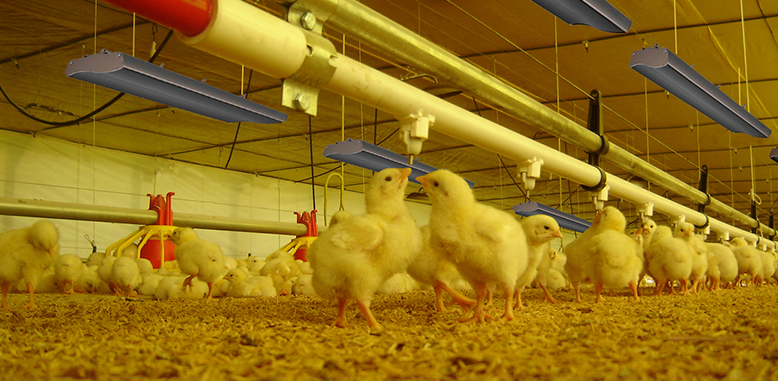 Avir Poultry Comfort: innovación en las granjas avícolas intensivas